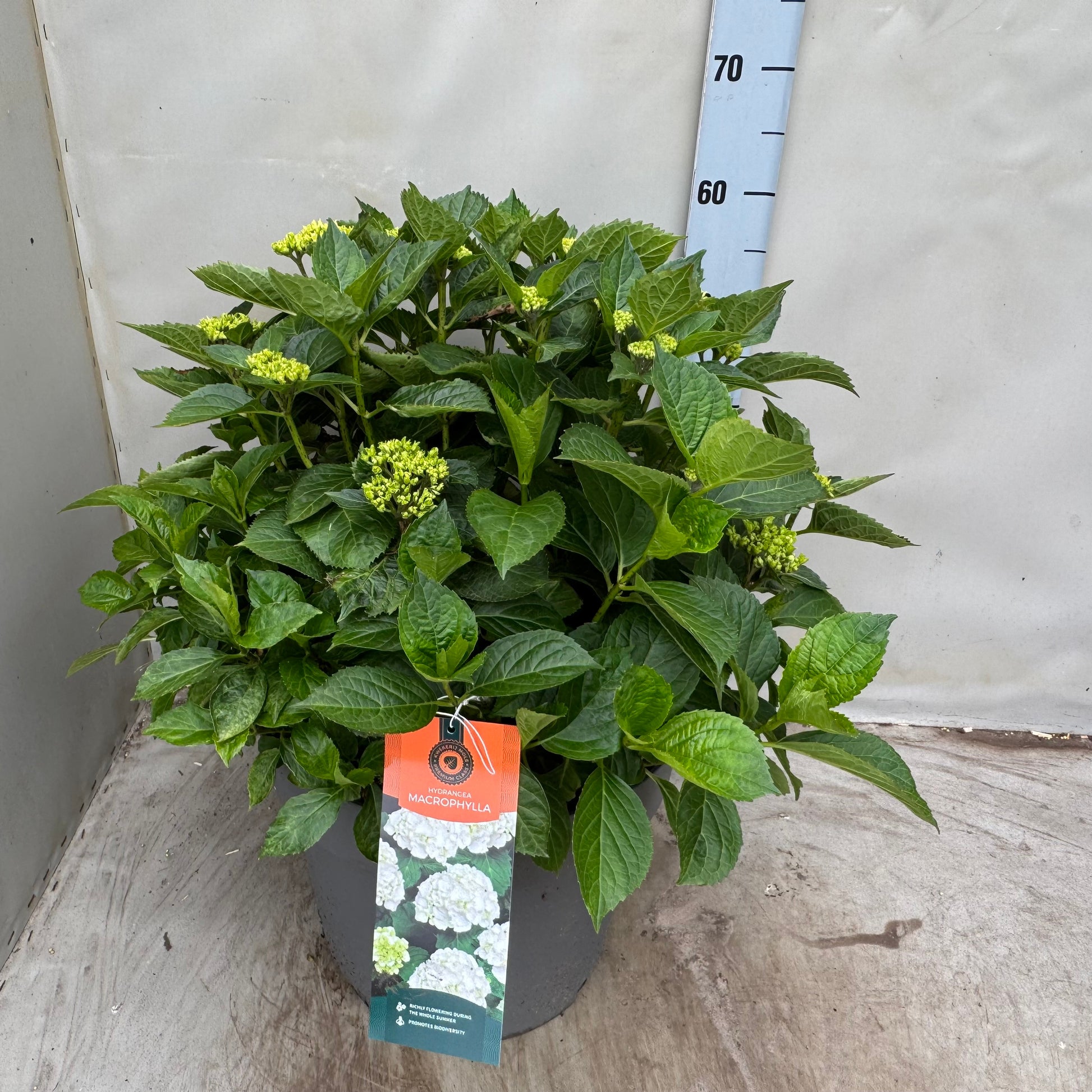 Hydrangea macrophylla Wudu 50cm 35cm Pot