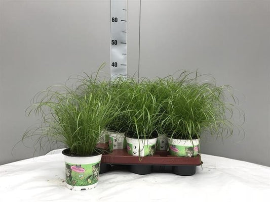 Cyperus Zumula (kitty grass) 30cm 12cm Pot
