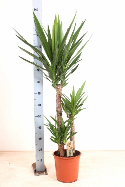 Yucca elephantipes 140cm 24cm Pot