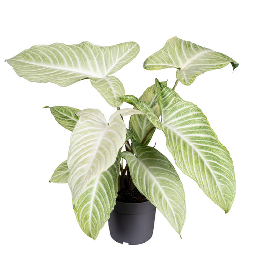 Xanthosoma Lindenii Mint 40cm 14cm Pot