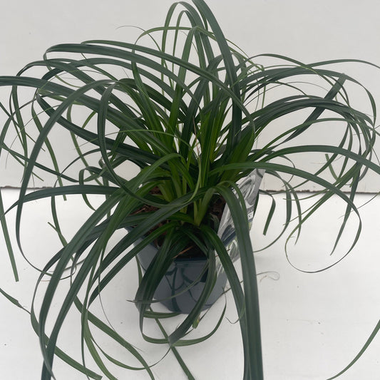 Carex osh. Ribbon Falls 30cm 17cm Pot