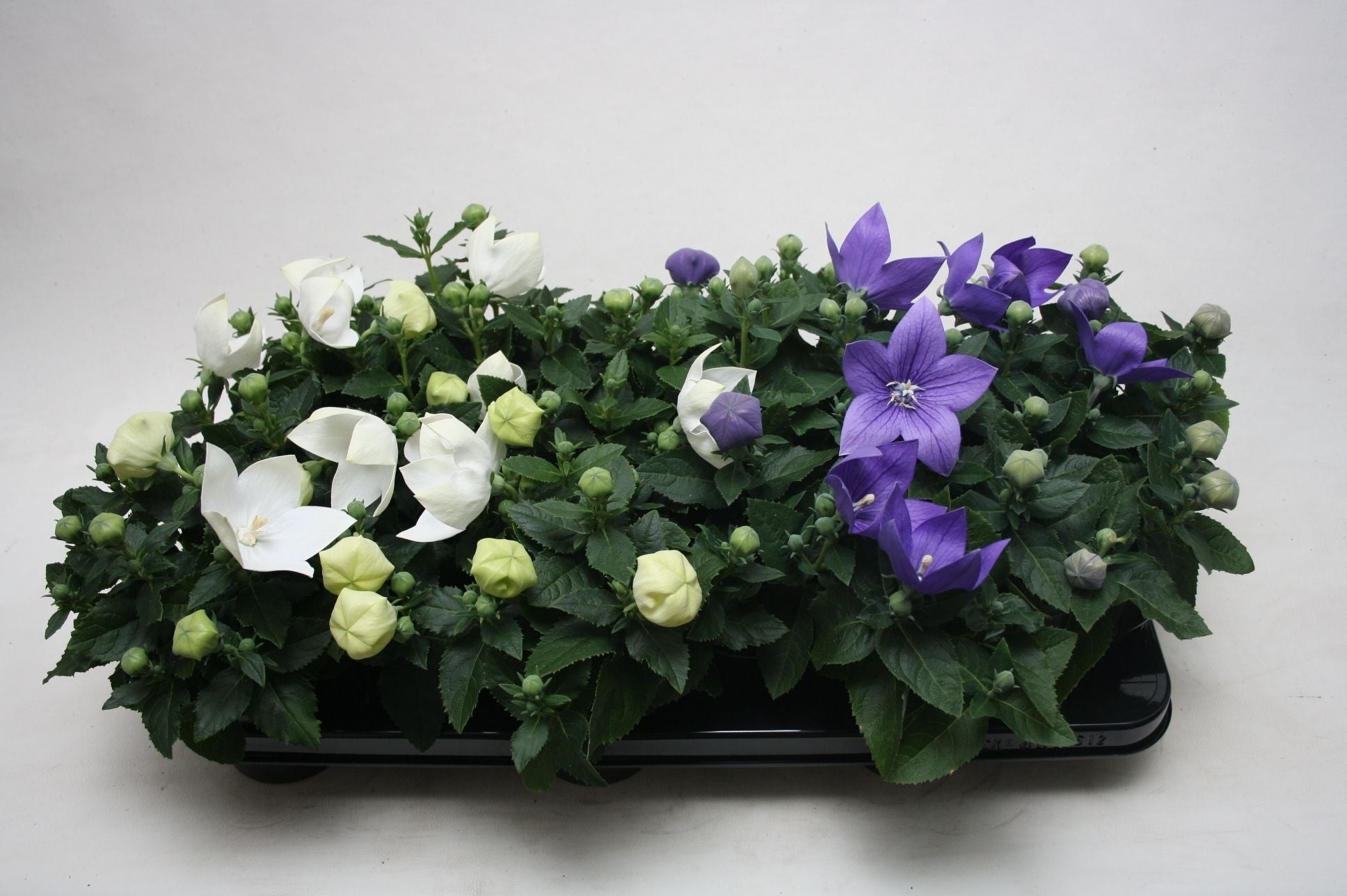 Platycodon graniflorus mix 25cm 510cm Pot