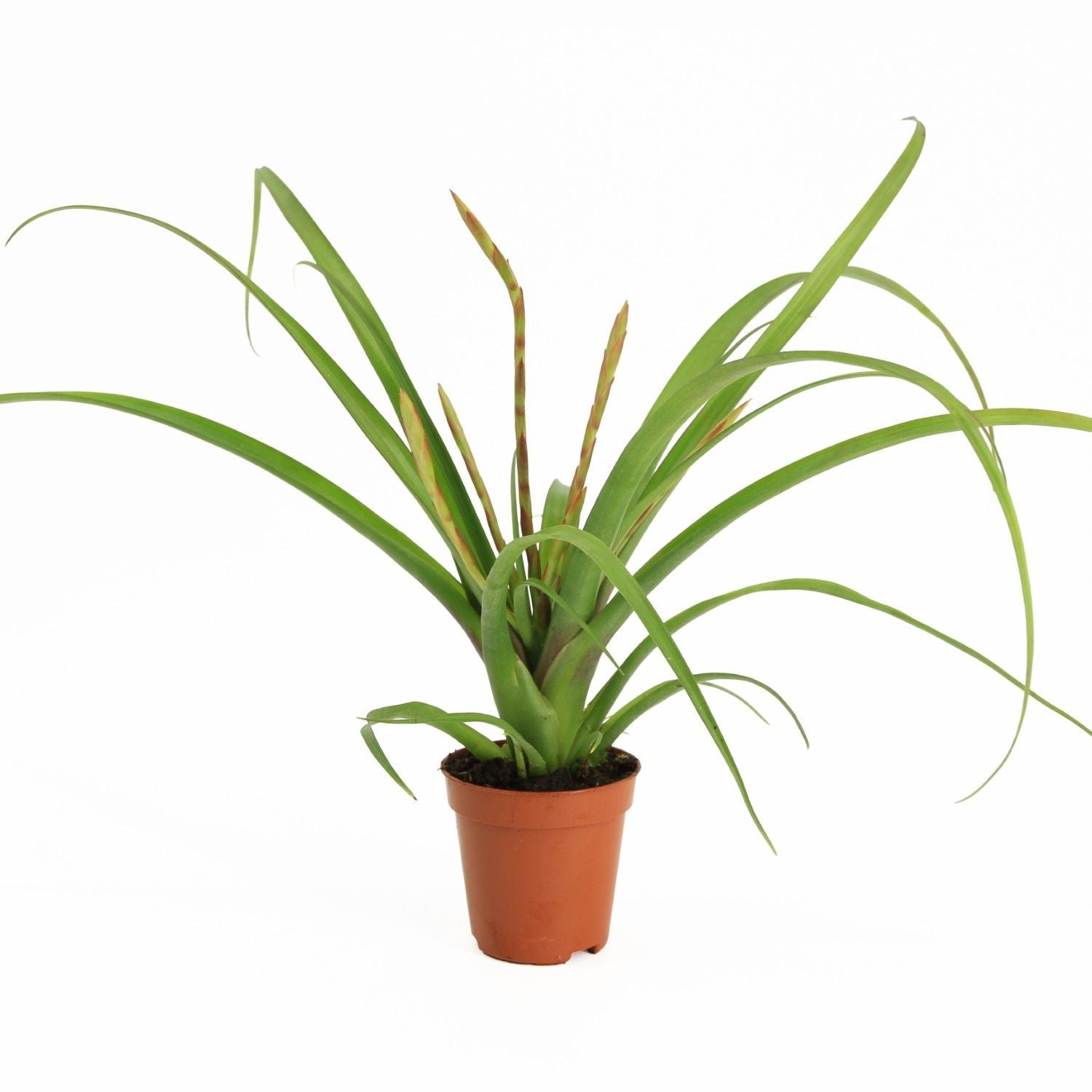 Aquarium plant mix 10cm 5cm Pot