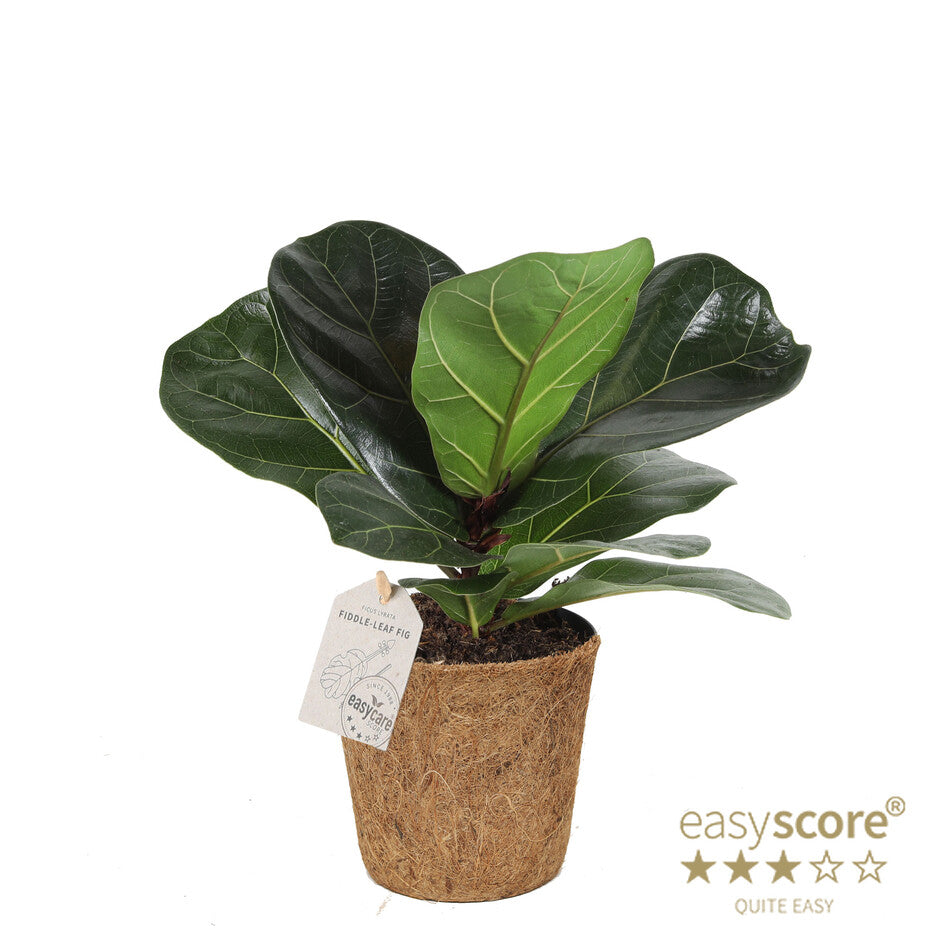 Ficus lyrata 25cm 11cm Pot