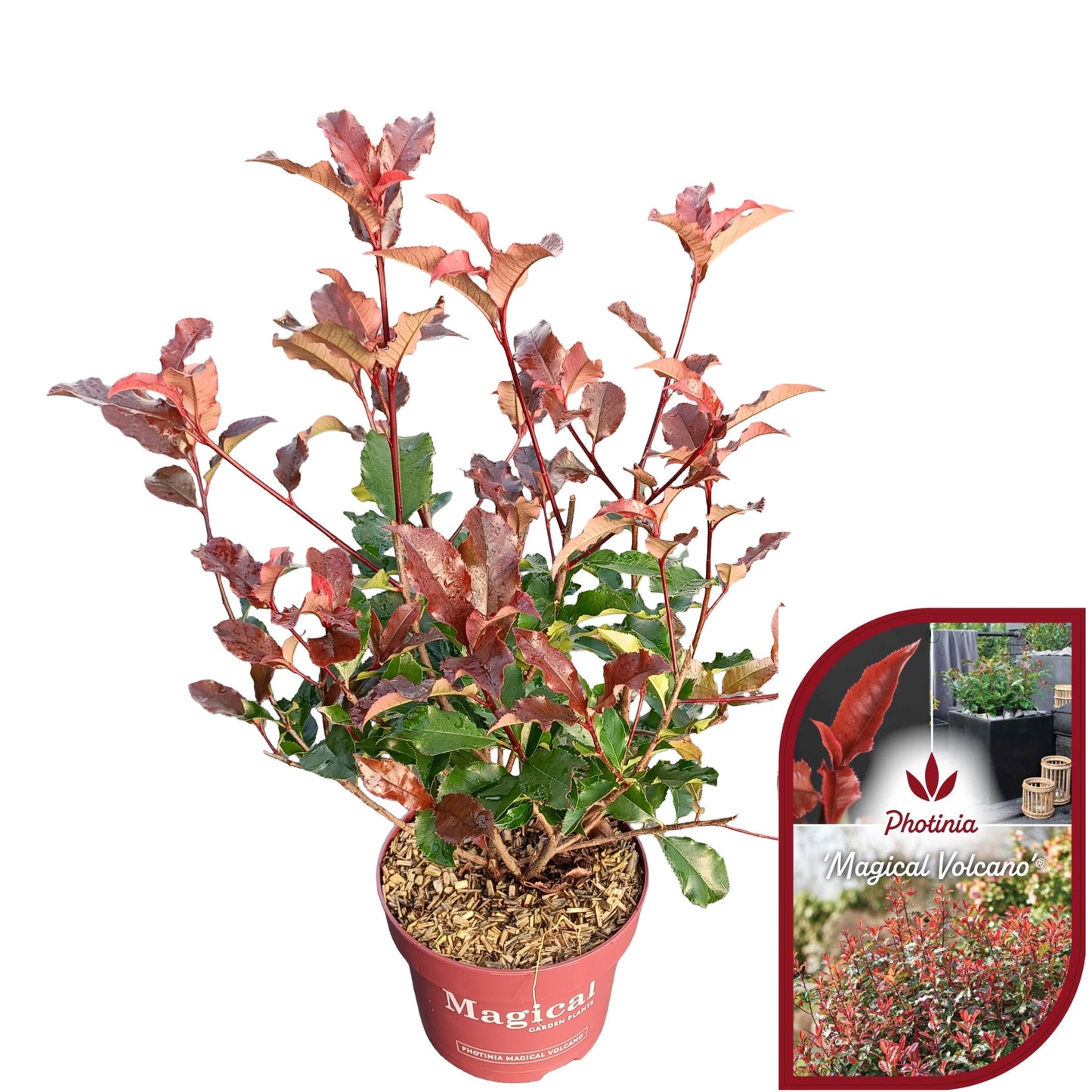 Photinia Magical Volcano 55cm 23cm Pot