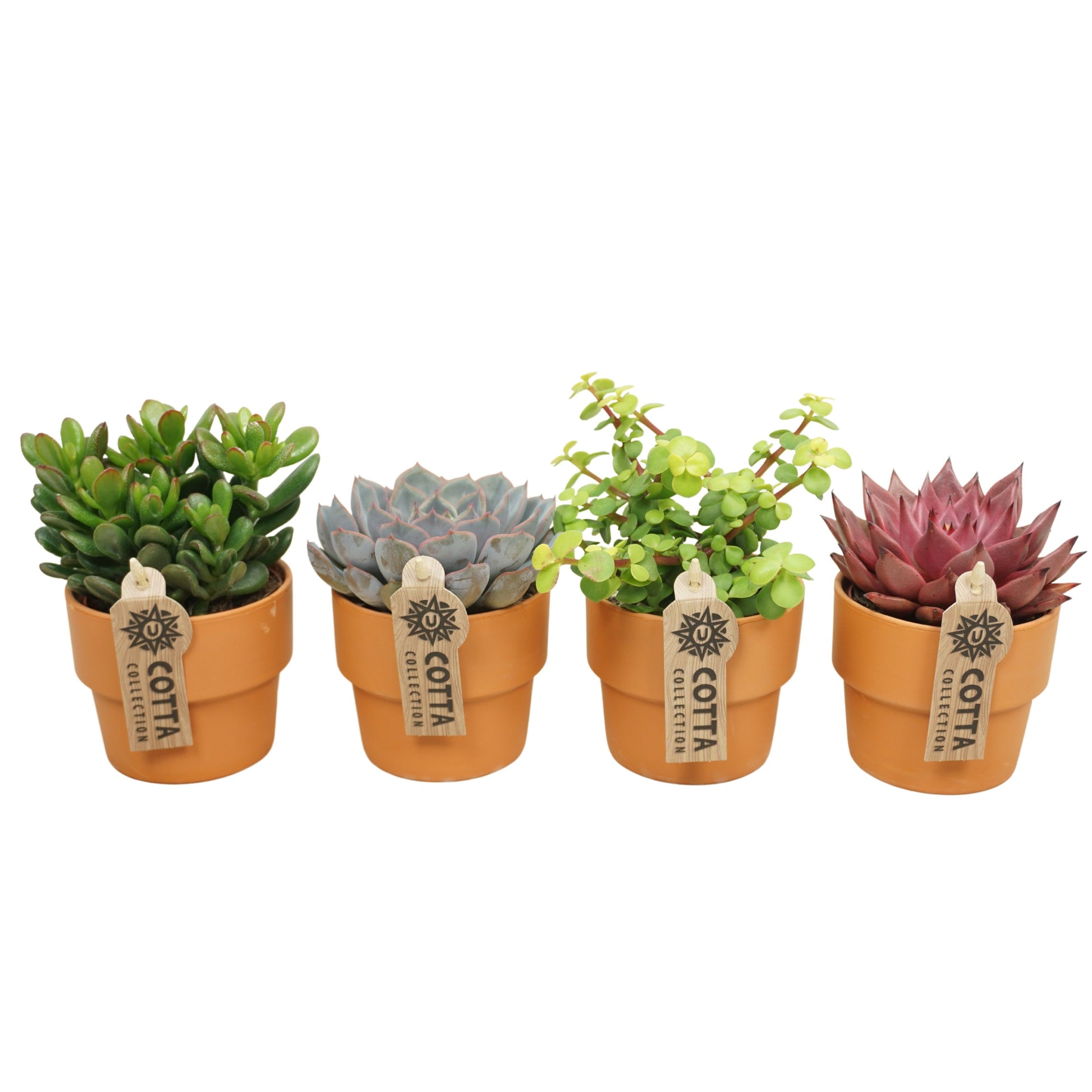 Succulenten mix (+ drp.terracotta) 15cm Special Pot (508)
