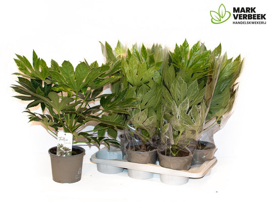 Fatsia jap. Variegata 55cm 17cm Pot