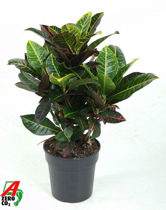 Codiaeum Petra 60cm 19cm Pot