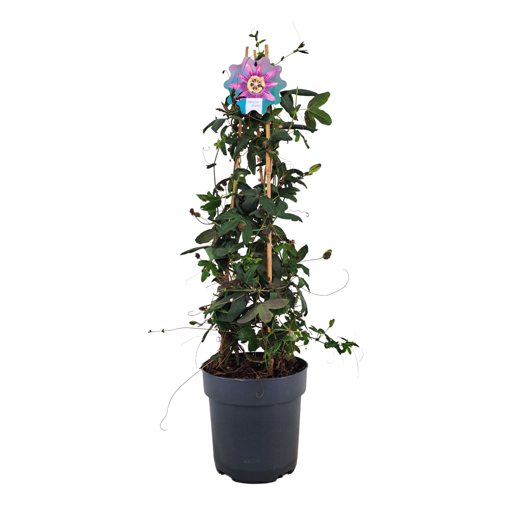 Passiflora Amethyst 70cm 17cm Pot