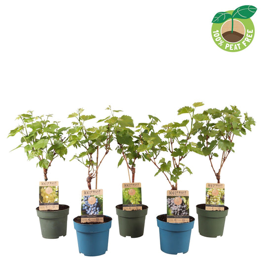 Vitis vinifera mix 65cm 21cm Pot