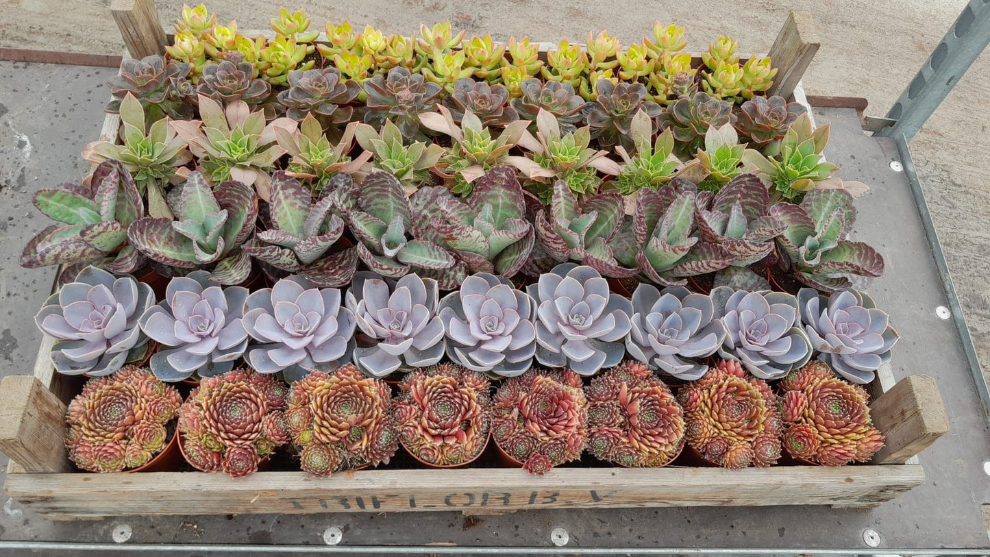 Succulents mix in blub crate 15cm Special Pot (508)