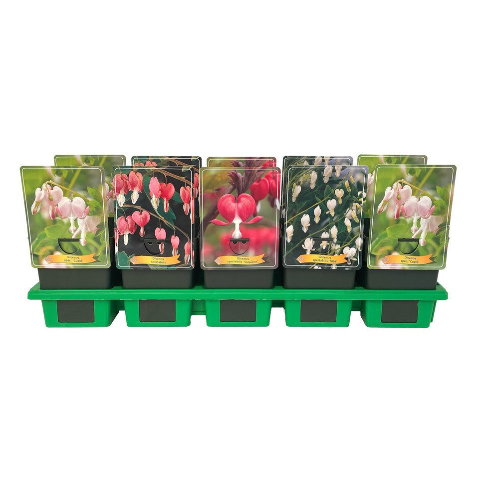 Dicentra mix 25cm 11cm Pot