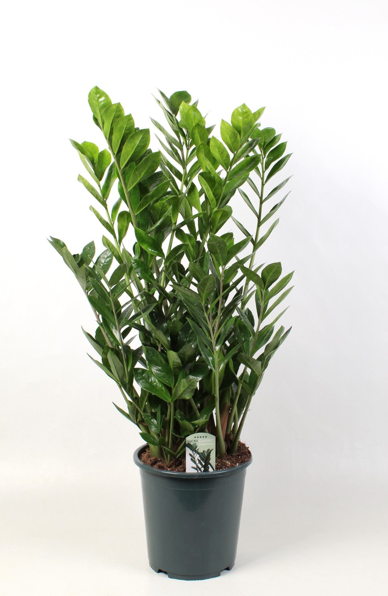 Zamioculcas Lucky 100cm 27cm Pot