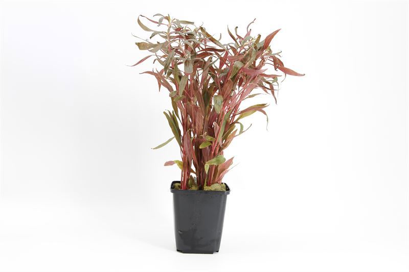 Alternanthera rosaefolia 15cm 9cm Pot