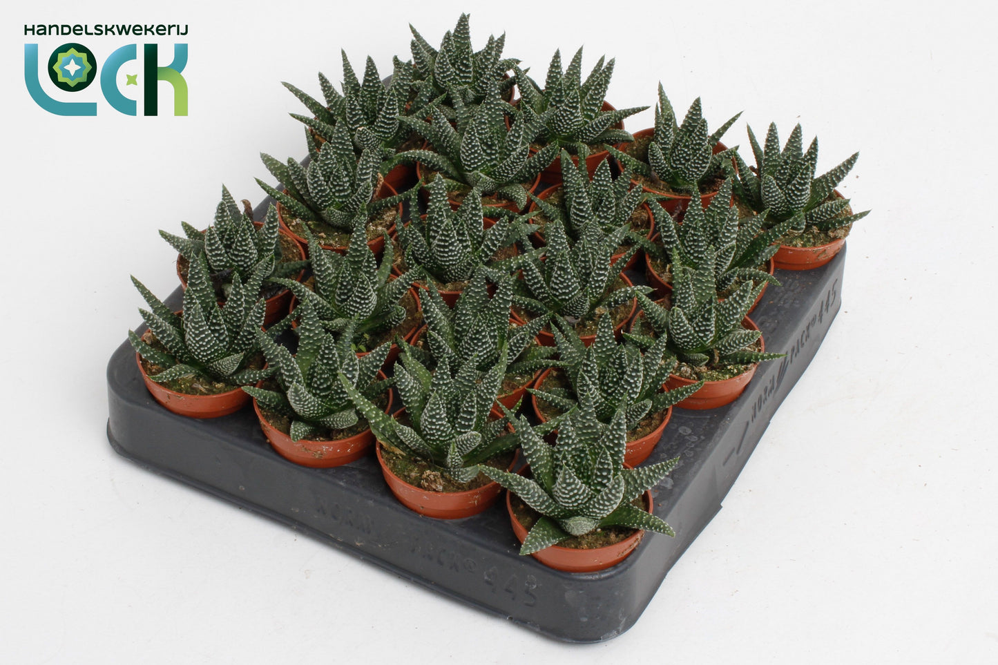 Haworthia Margaritifera 10cm 505cm Pot