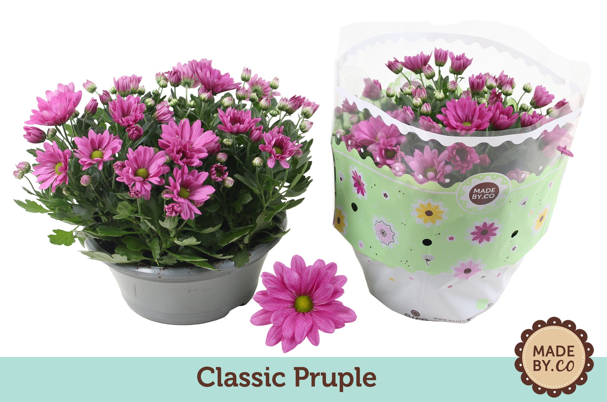 Chrysanthemum purple 27cm 23cm Pot