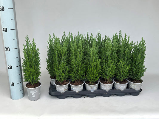 Chamaecyparis Ellwoodii 30cm 9cm Pot