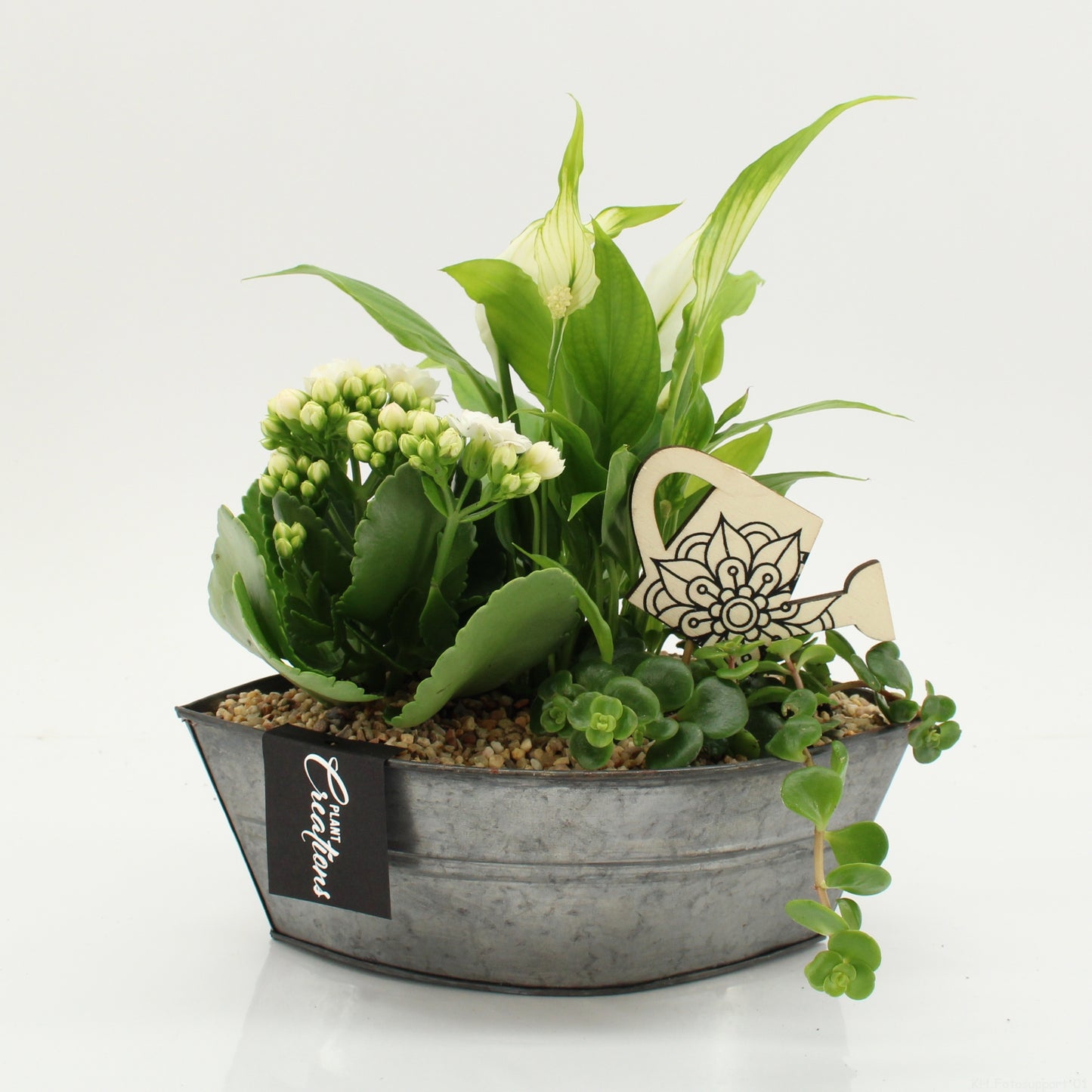 arr. Kamerplanten FDCR-2614W 30cm 22cm Pot