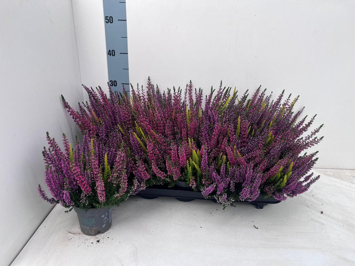 Calluna Beauty Ladies Milca trio 22cm 10.5cm Pot