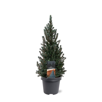 Picea gl Sander Blue 40cm 23cm Pot