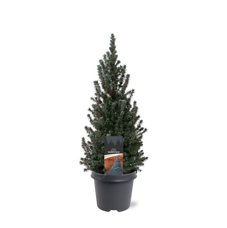 Picea gl. Sander Blue 23cm Pot