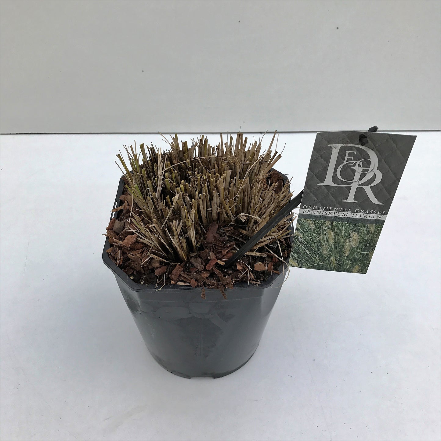 Pennisetum Hameln 70cm 23cm Pot