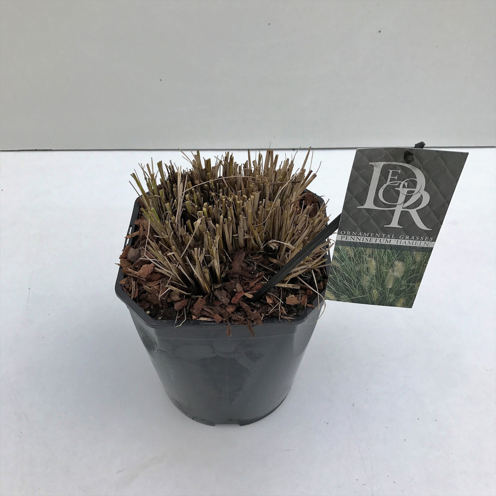 Pennisetum Hameln 70cm 23cm Pot