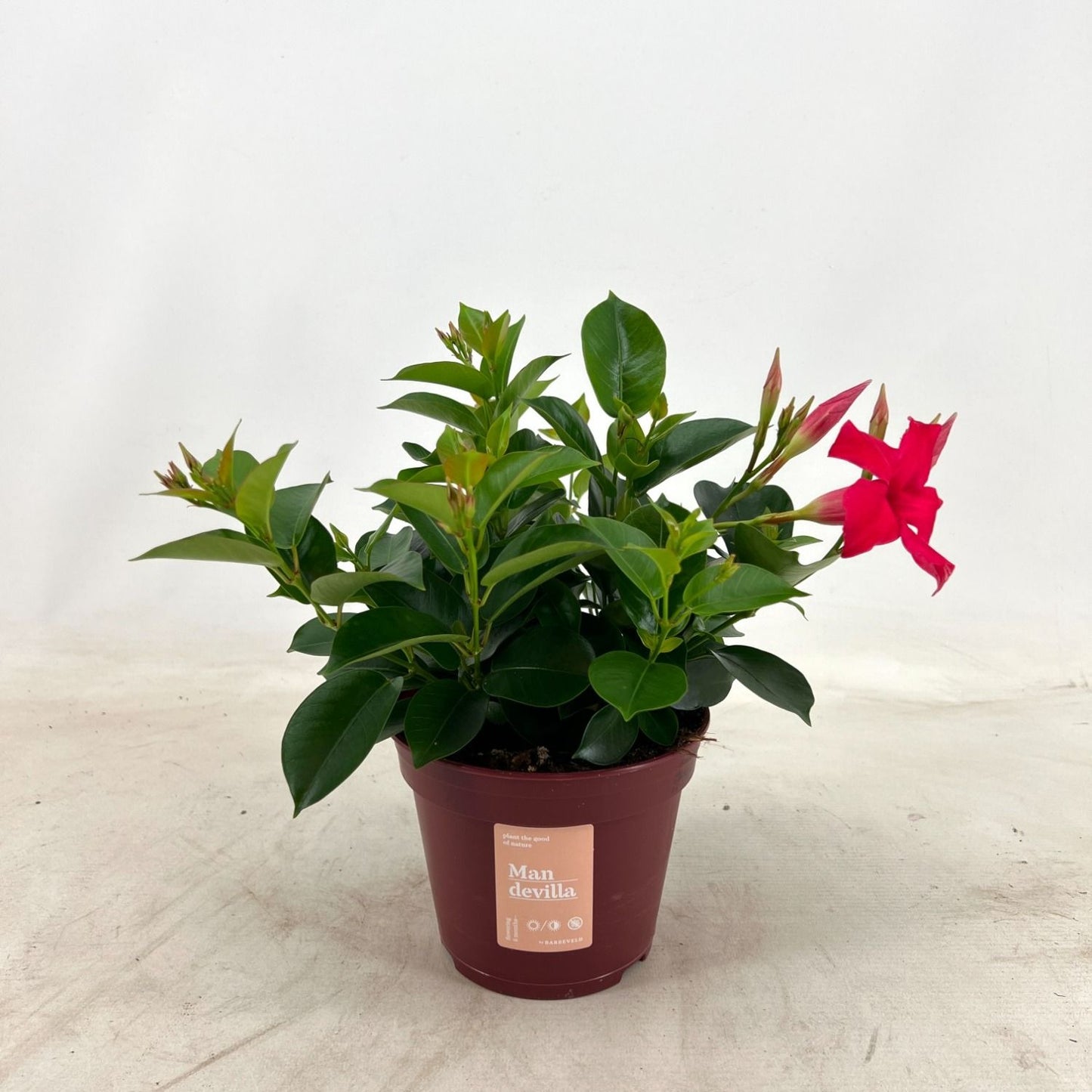 Mandevilla Pink 30cm 14cm Pot