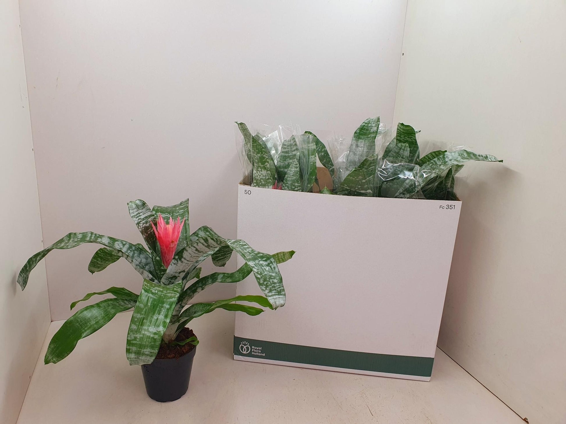 Aechmea Primera 50cm 14cm Pot
