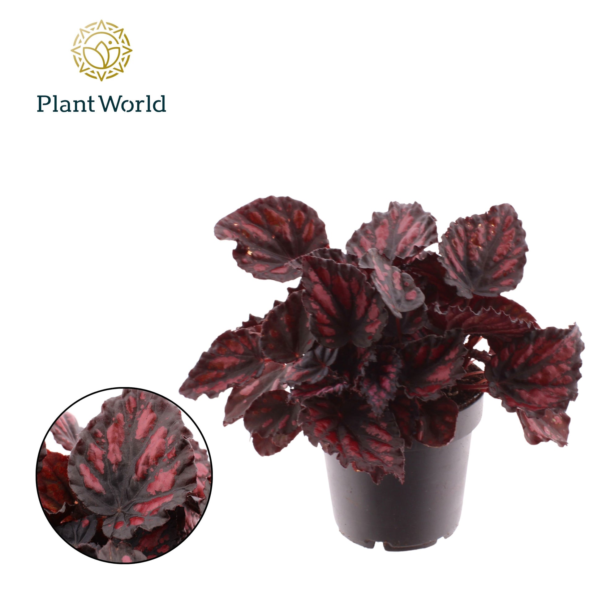 Begonia Magic Colours Etna 25cm 12cm Pot