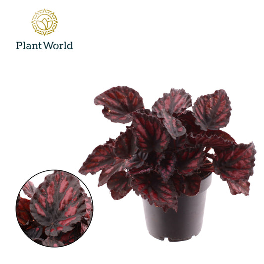 Begonia Magic Colours Etna 25cm 12cm Pot