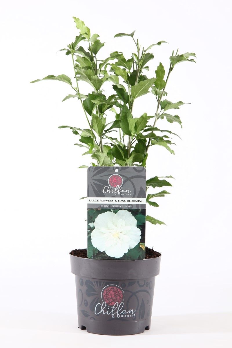 Hibiscus syriacus White Chiffon 55cm 19cm Pot