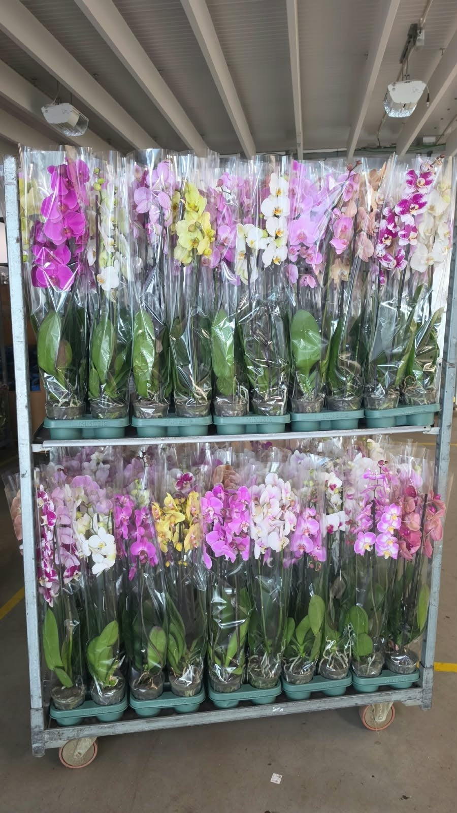 Phalaenopsis mix Mimesis 80cm 12cm Pot