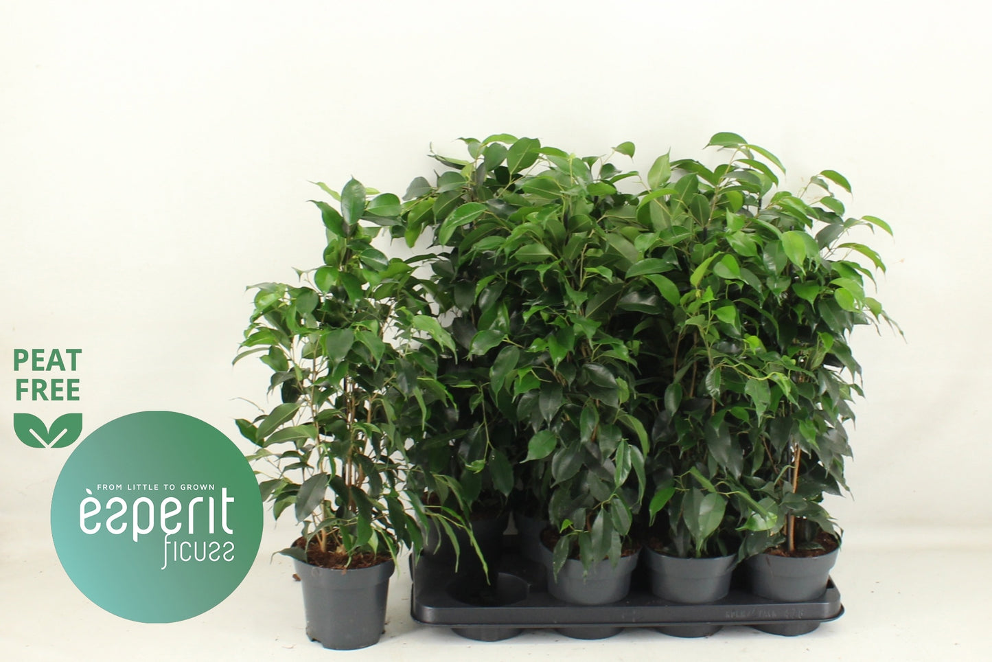 Ficus benj. Danielle 57cm 14cm Pot