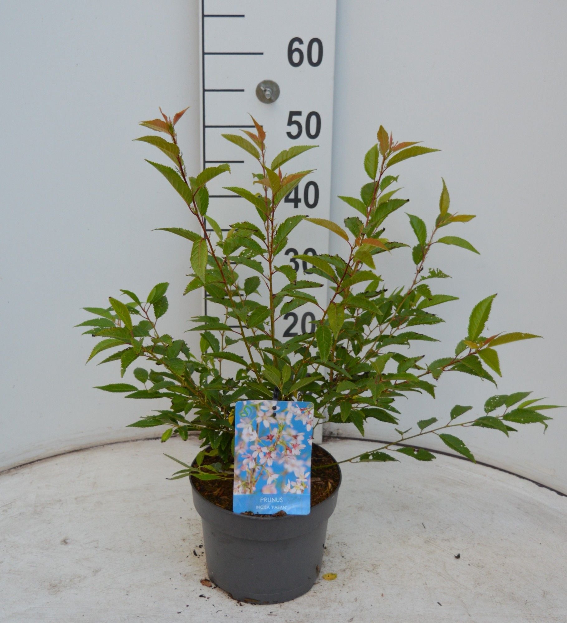 Prunus inc. Paean 40cm 19cm Pot