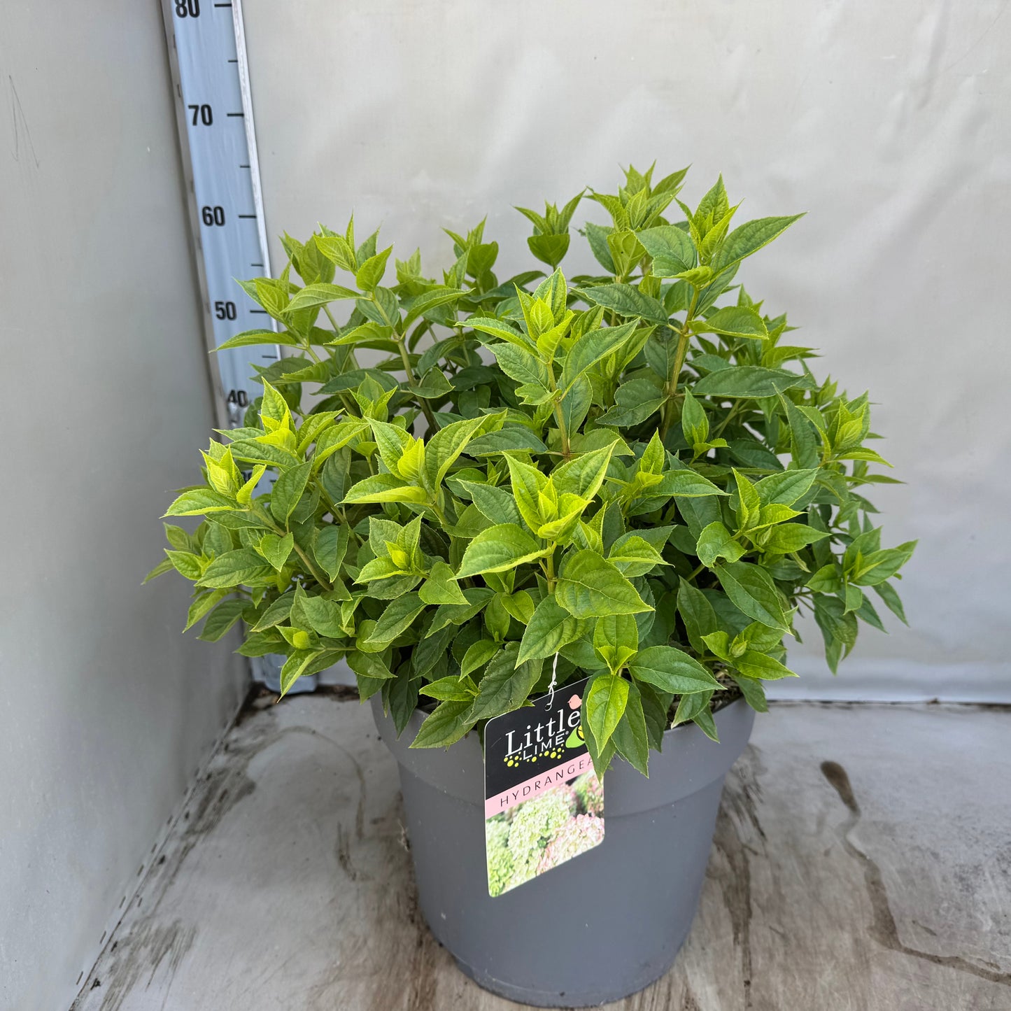 Hydrangea pan. Little lime 50cm 35cm Pot