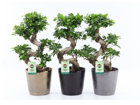 Ficus Ginseng in ceramic pot 60cm 22cm Pot