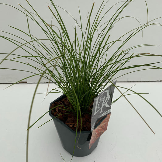 Carex tes. Prairie Fire Color Grass 30cm 17cm Pot
