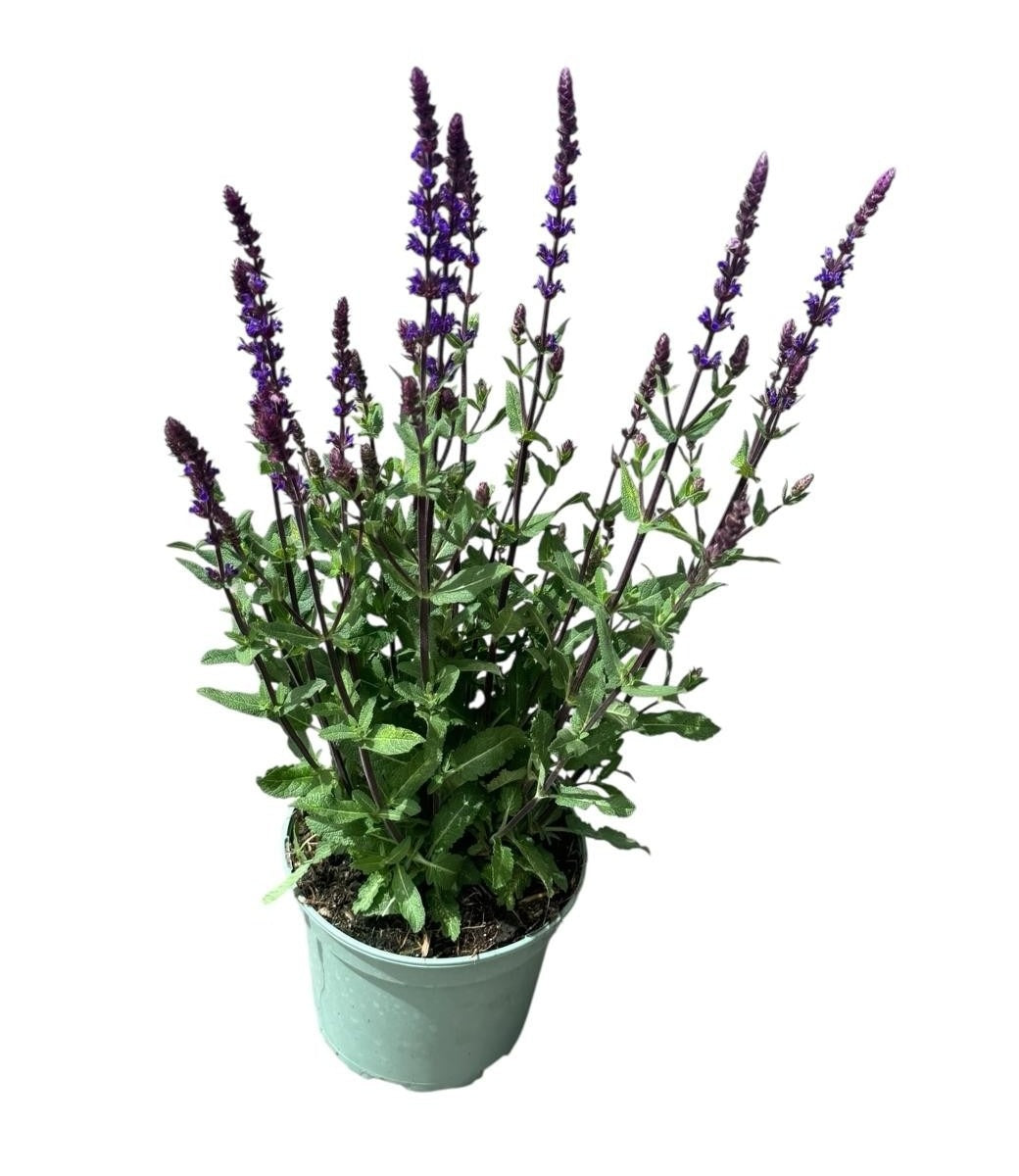 Salvia nem. Carradonna 40cm 19cm Pot