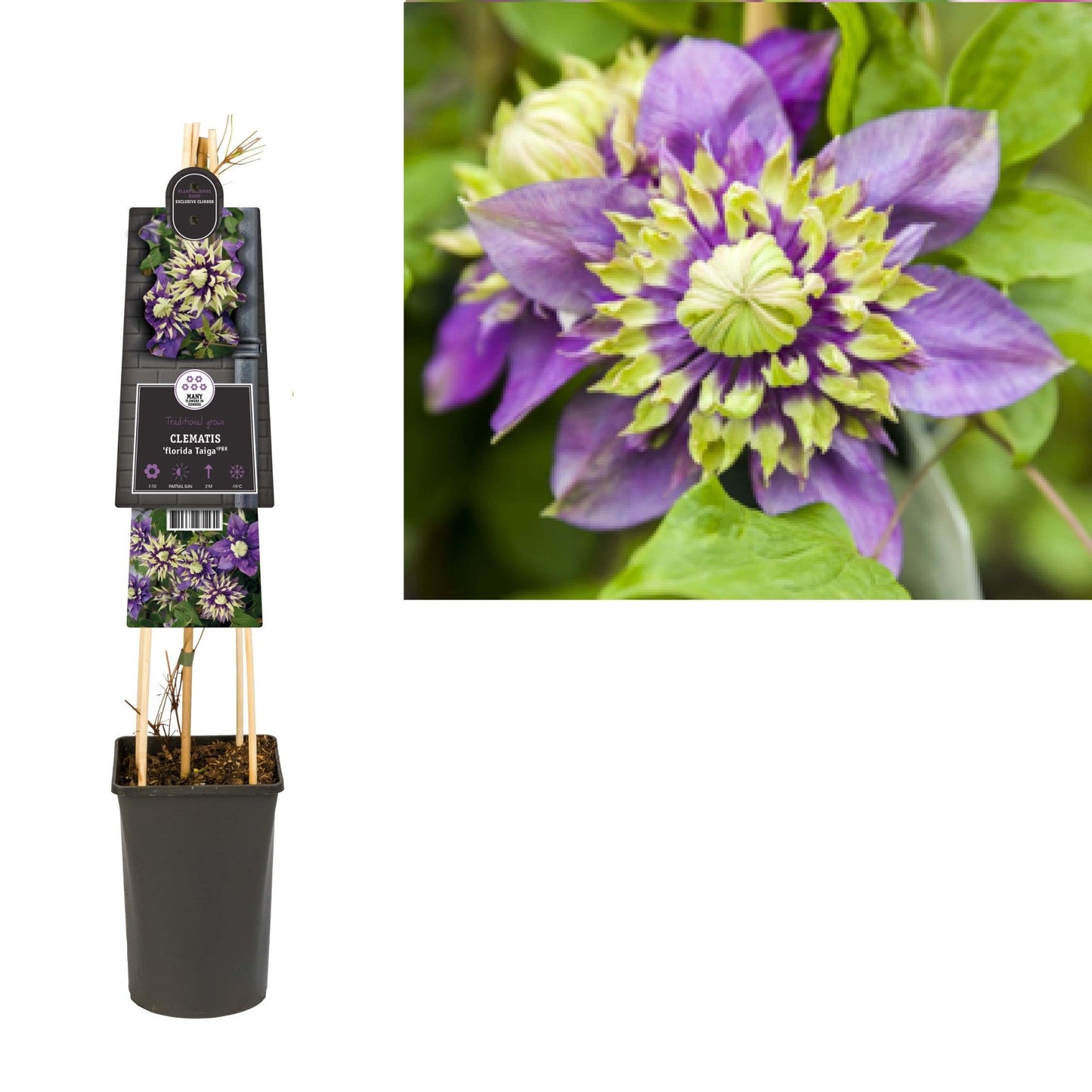Clematis Taiga 75cm 17cm Pot