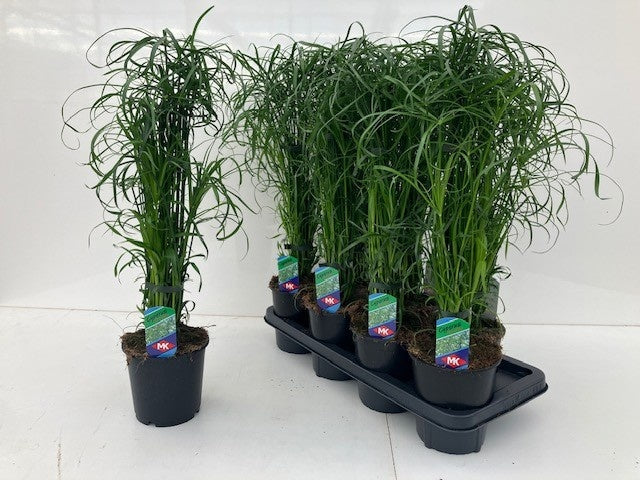Cyperus alternifolius 65cm 14cm Pot