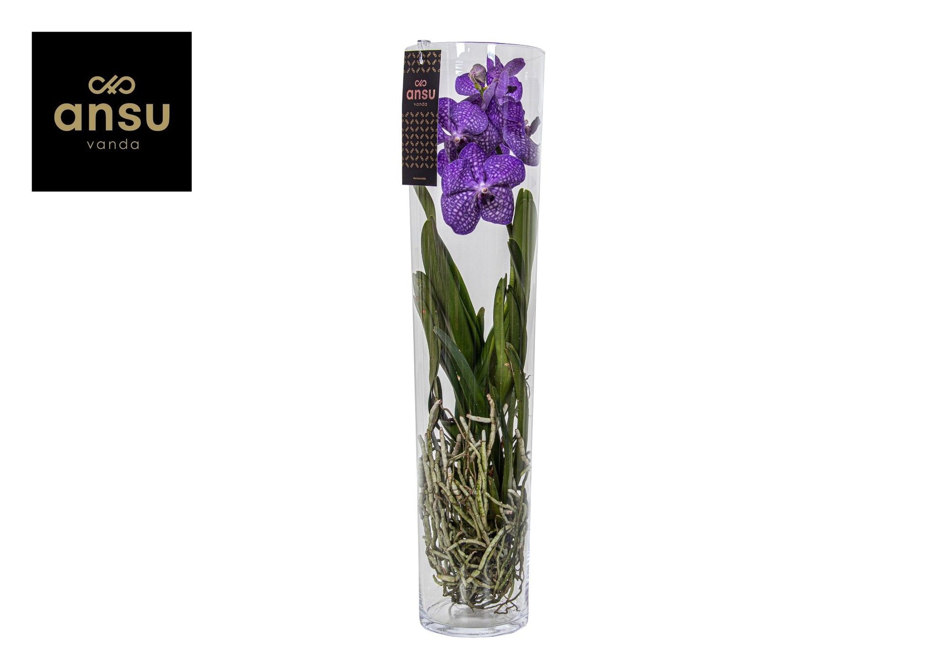 Vanda Bluestar Beauty 70cm 17cm Pot