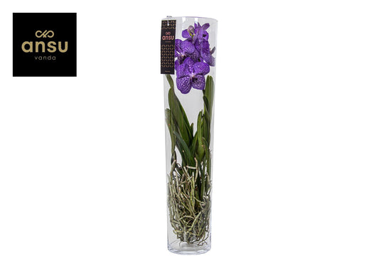 Vanda Bluestar Beauty 70cm 17cm Pot