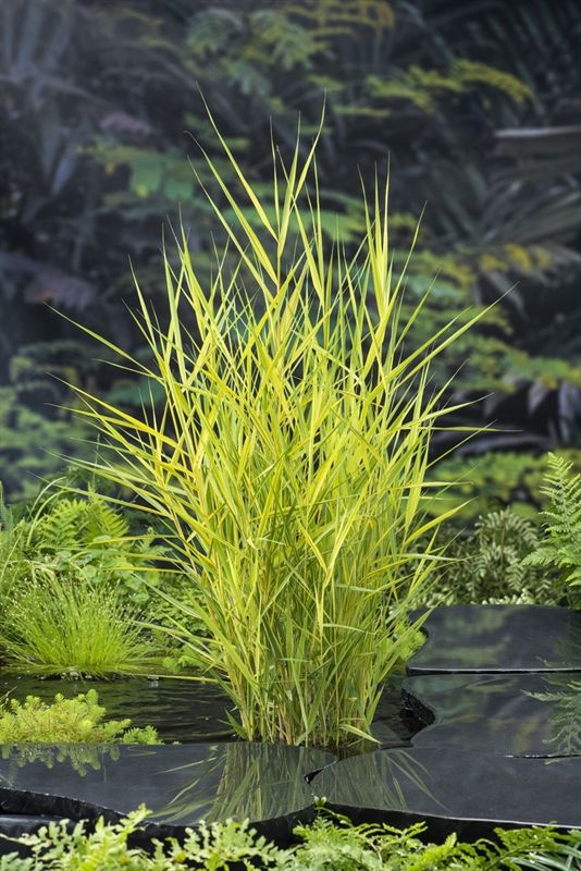 Phragmites Australis yellow 20cm 9cm Pot