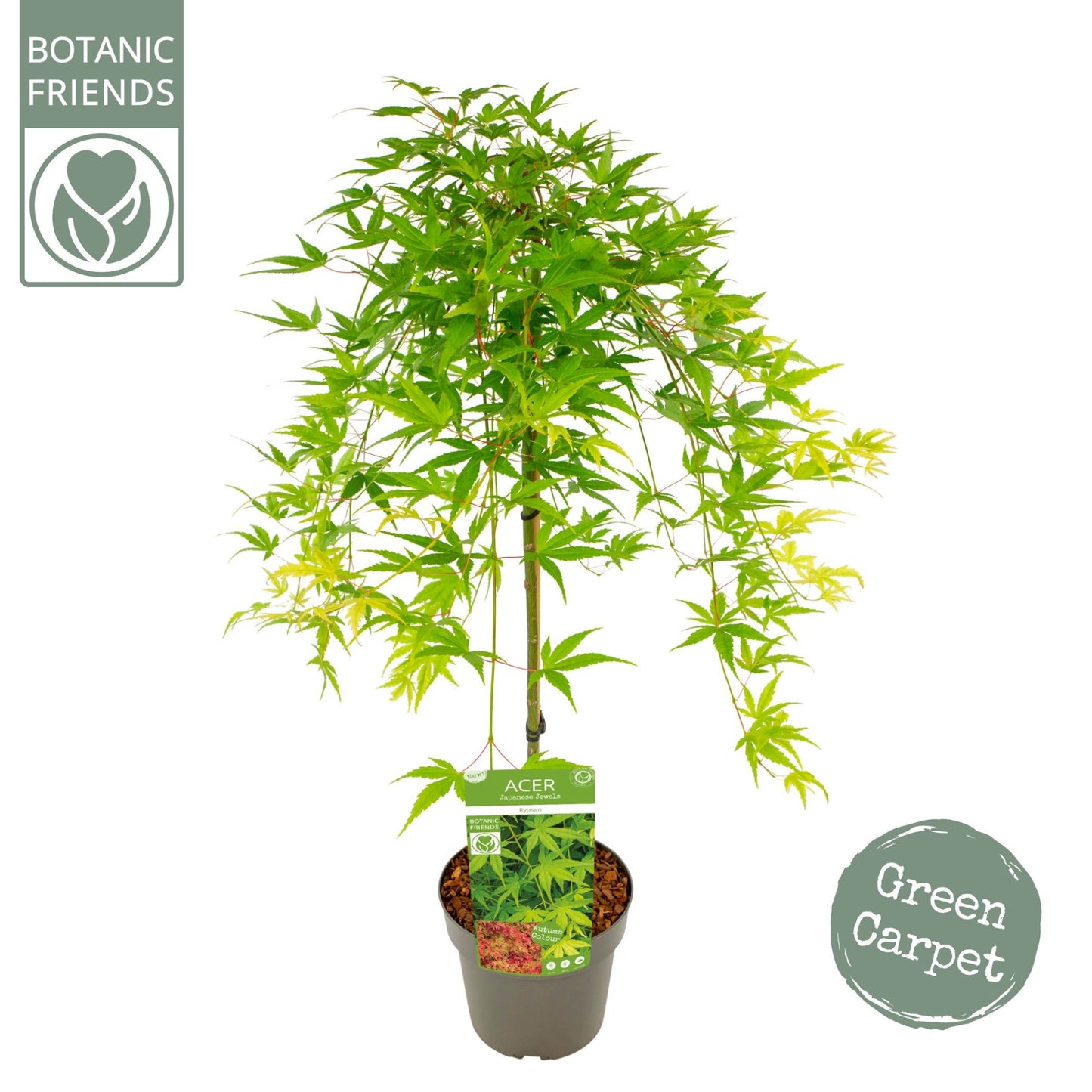 Acer Ryusen 80cm 19cm Pot