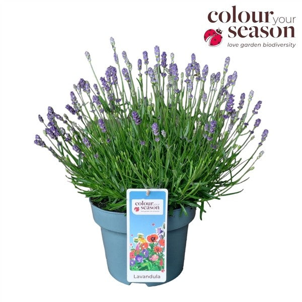 Lavandula Hidcote 30cm 23cm Pot