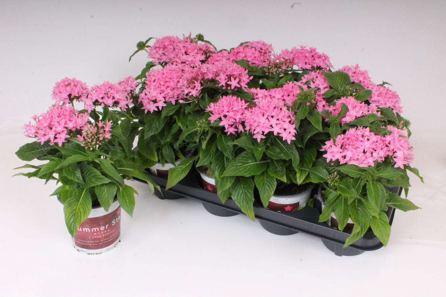 Pentas Beebright Pink 28cm 12cm Pot