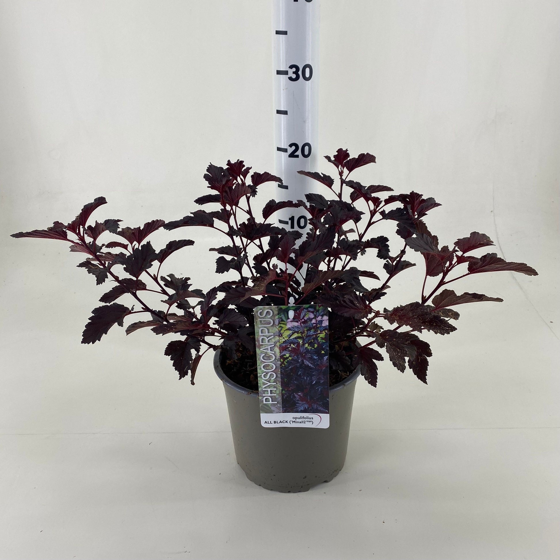Physocarpus All Black 25cm 19cm Pot