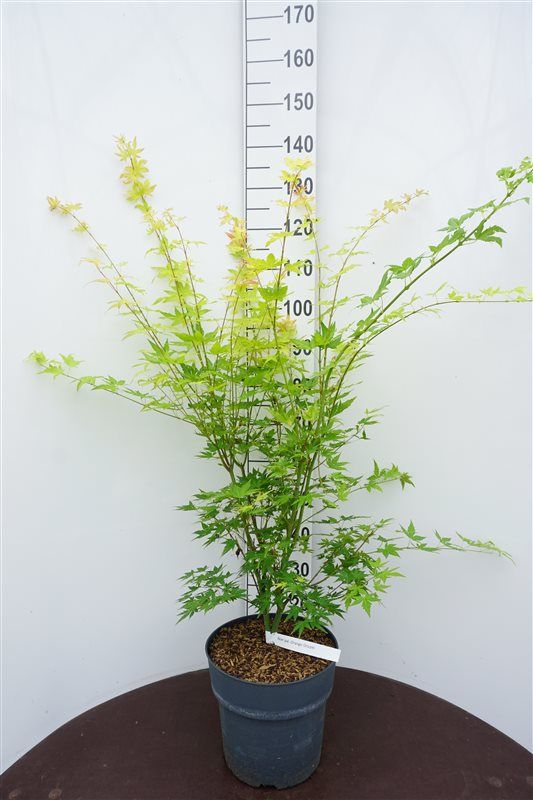 Acer palm. Orange Dream 105cm 29cm Pot