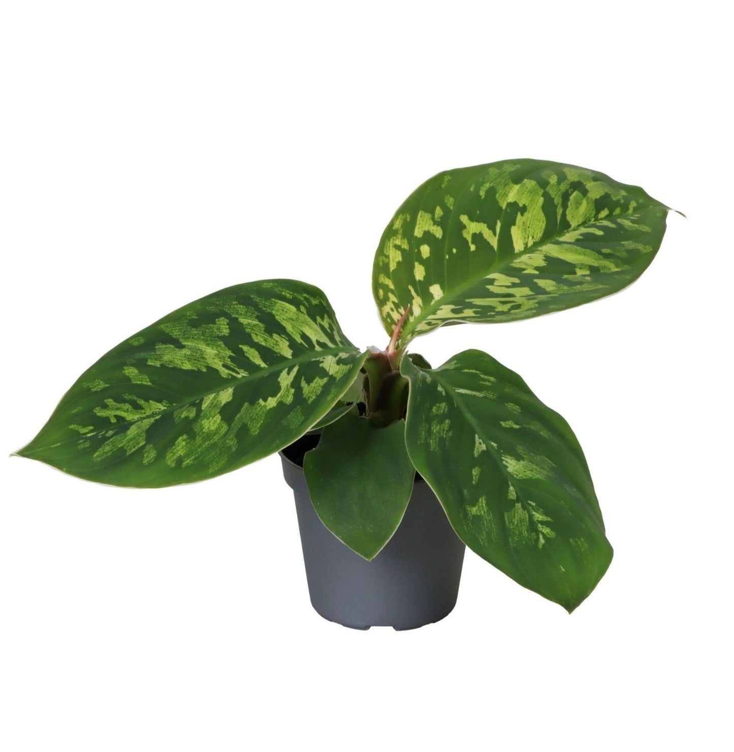 Homalomena wal. Camouflage 10cm 6cm Pot